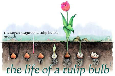 The life of a tulip bulb