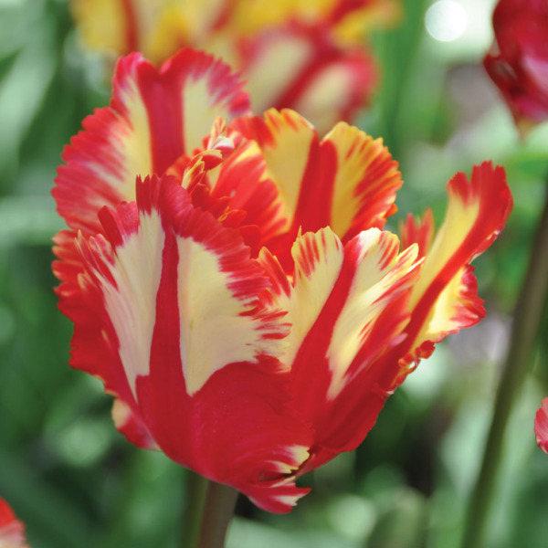 Flaming Parrot Tulip Bulbs:Parrot Tulip Bulbs:Tulips.com