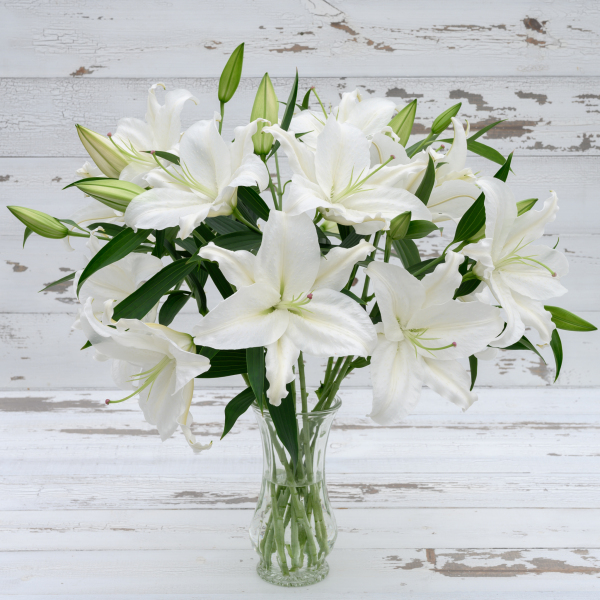 White Oriental Lily #1