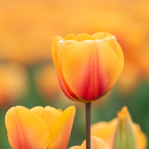Lily flowered tulips Special Mixture of Lily Flowered Tulips at a great  price