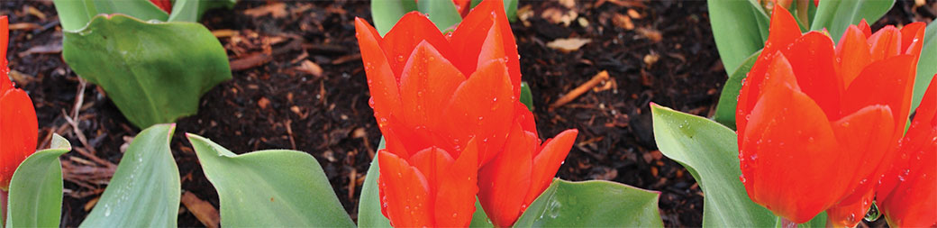 Botanical Species Tulips