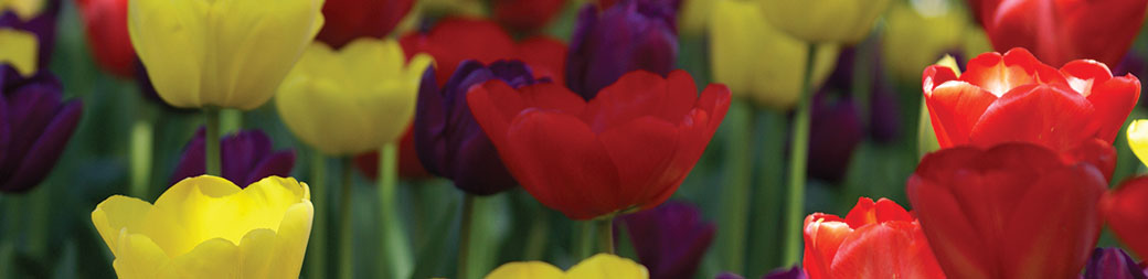 Bulk Tulips