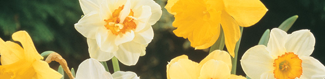 Bulk Daffodils
