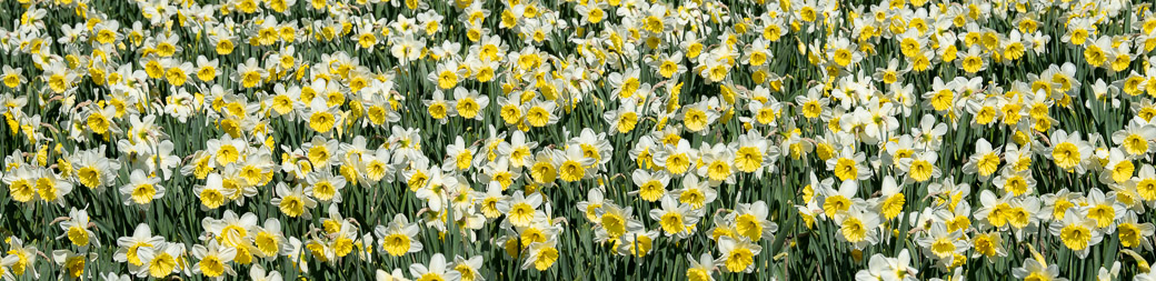 Large Cupped Daffodils