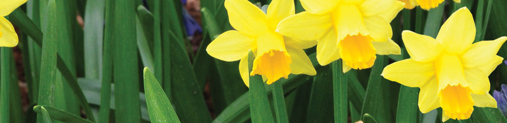 Specialty Daffodils