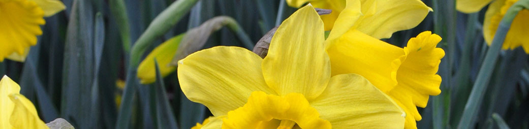 Yellow Trumpet Daffodils