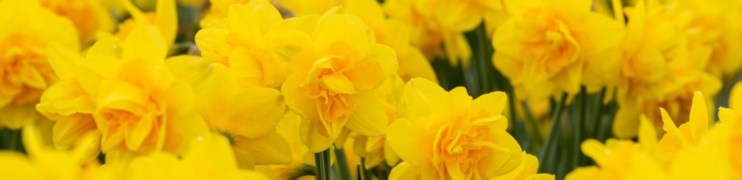 Daffodils Worth Discovering